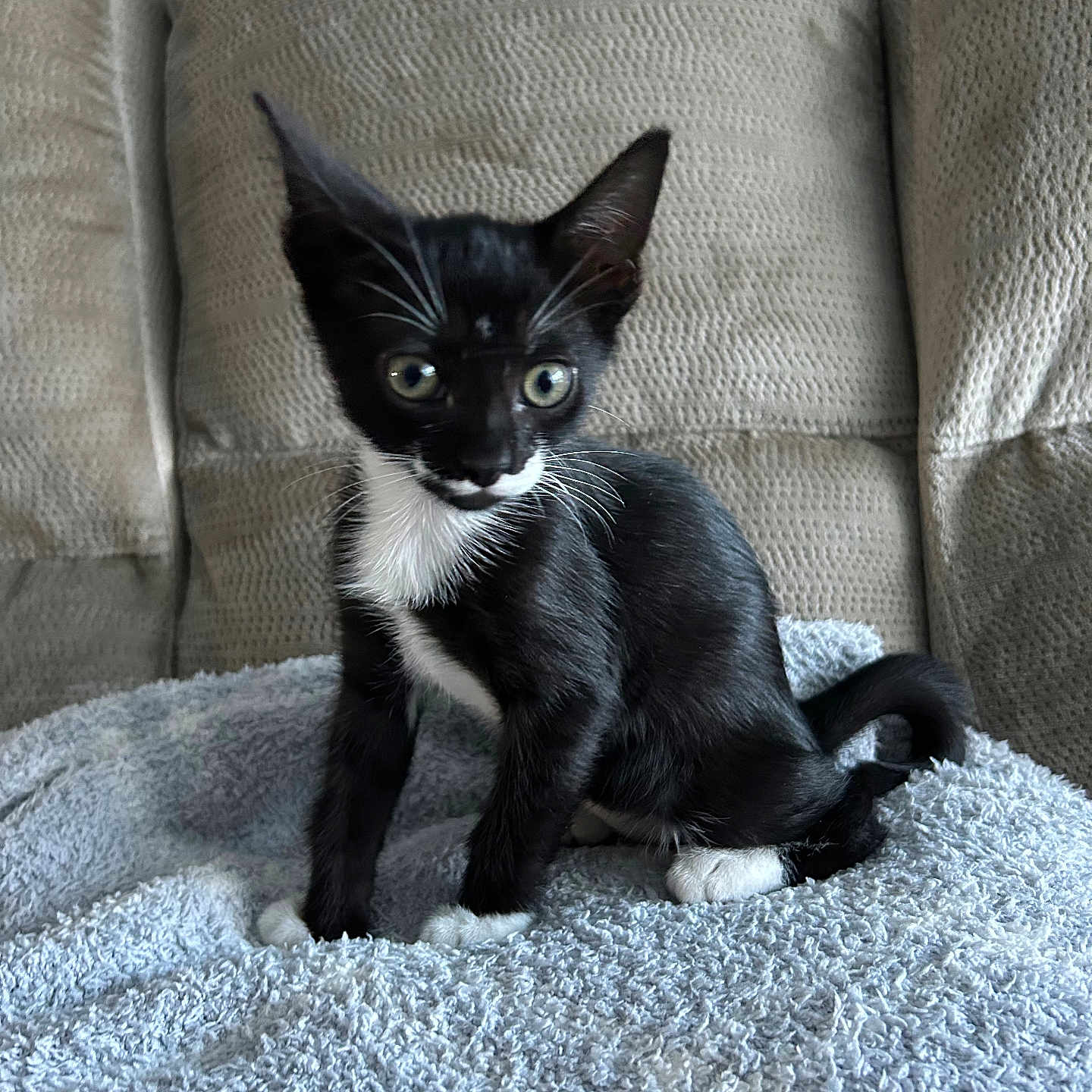 Angel joined the competition — help win amazing prizes! alert, animal, black_and_white, blanket, cat, couch, cozy, cute, domestic_animal, ears, feline, fur, indoor, kitten, pet, sitting, small, tail, whiskers, young