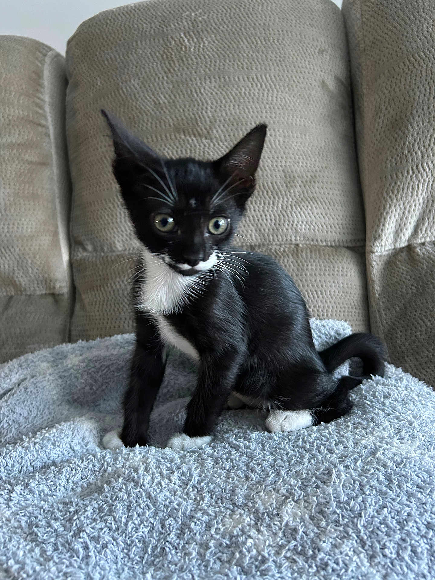 Angel joined the competition — help win amazing prizes! kitten, cat, black_and_white, pet, animal, feline, sitting, blanket, couch, indoor, young, cute, whiskers, ears, tail, fur, alert, domestic_animal, small, cozy