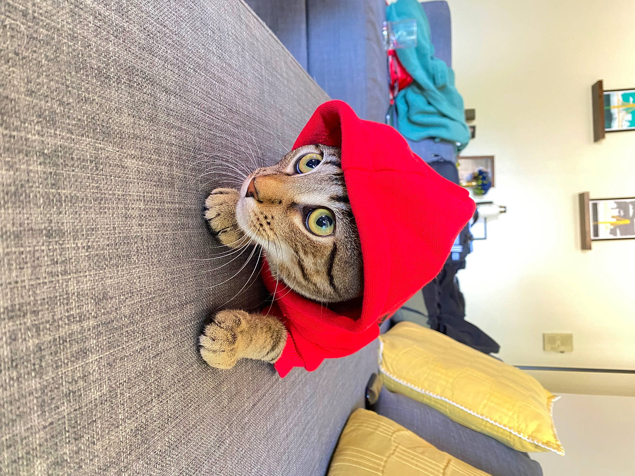 Tino joined the competition — help win amazing prizes! art, bag, carmine, carnivore, comfort, couch, fashion_accessory, felidae, flooring, fur, hat, linens, luggage_and_bags, picture_frame, small_to_medium_sized_cats, stuffed_toy, textile, toy, whiskers, wood