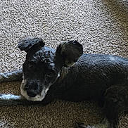 Dexter is registered to the contest to win money with this photo: animal, black_dog, canine, carpet, companion, curious, dog, domestic_animal, ears, feet, floor, fur, gray_dog, household, indoor, lying_down, pet, resting, shadow, small_dog