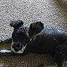 animal, black_dog, canine, carpet, companion, curious, dog, domestic_animal, ears, feet, floor, fur, gray_dog, household, indoor, lying_down, pet, resting, shadow, small_dog