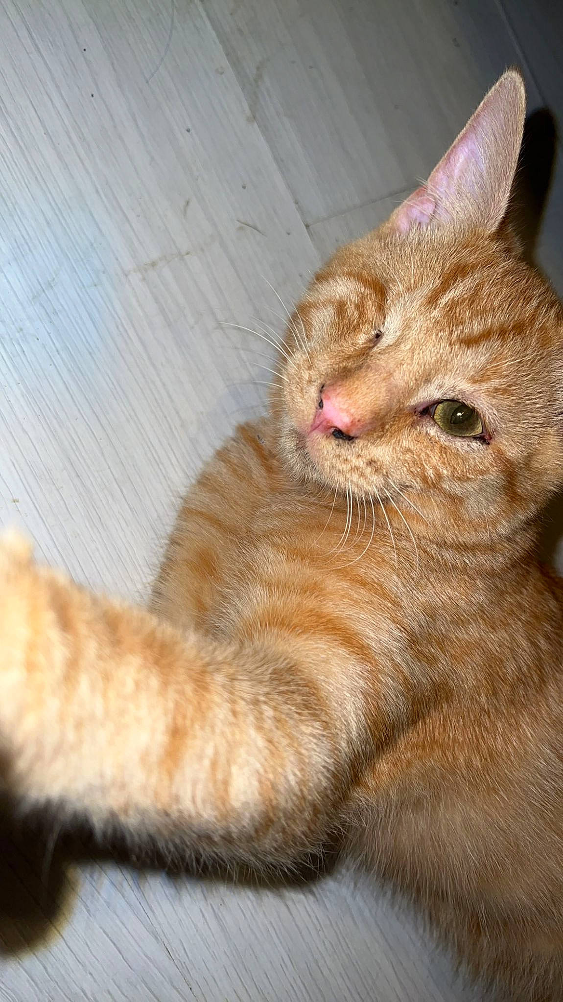 Weasley joined the competition — help win amazing prizes! carnivore, cat, claw, domestic_short_haired_cat, fawn, felidae, flooring, foot, fur, human_leg, paw, small_to_medium_sized_cats, snout, tail, terrestrial_animal, vertebrate, whiskers, wood