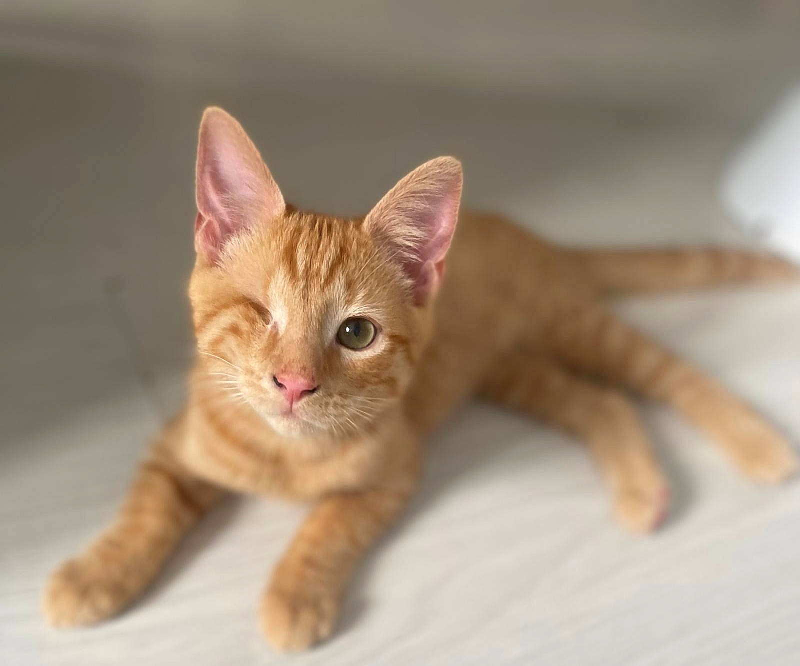 Weasley is registered to the contest to win money with this photo: carnivore, cat, claw, domestic_short_haired_cat, fawn, felidae, fur, paw, sitting, small_to_medium_sized_cats, tail, terrestrial_animal, toy, whiskers, wildlife, wood