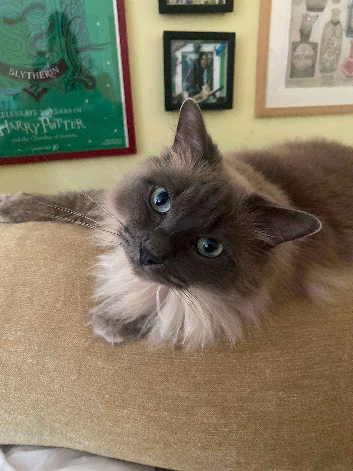 Sirius joined the competition — help win amazing prizes! balinese, box, carnivore, cat, fawn, felidae, flooring, fur, grey, hardwood, iris, paw, picture_frame, ragdoll, siamese, small_to_medium_sized_cats, snout, tail, thai, whiskers