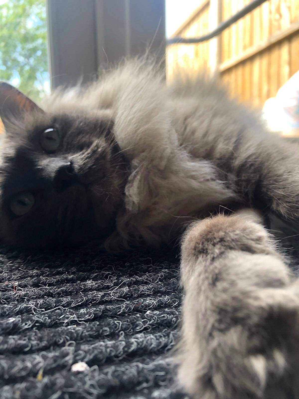 Sirius is registered to the contest to win money with this photo: british_longhair, carnivore, cat, claw, comfort, fawn, felidae, flooring, fur, grass, grey, nap, paw, small_to_medium_sized_cats, snout, tail, terrestrial_animal, whiskers