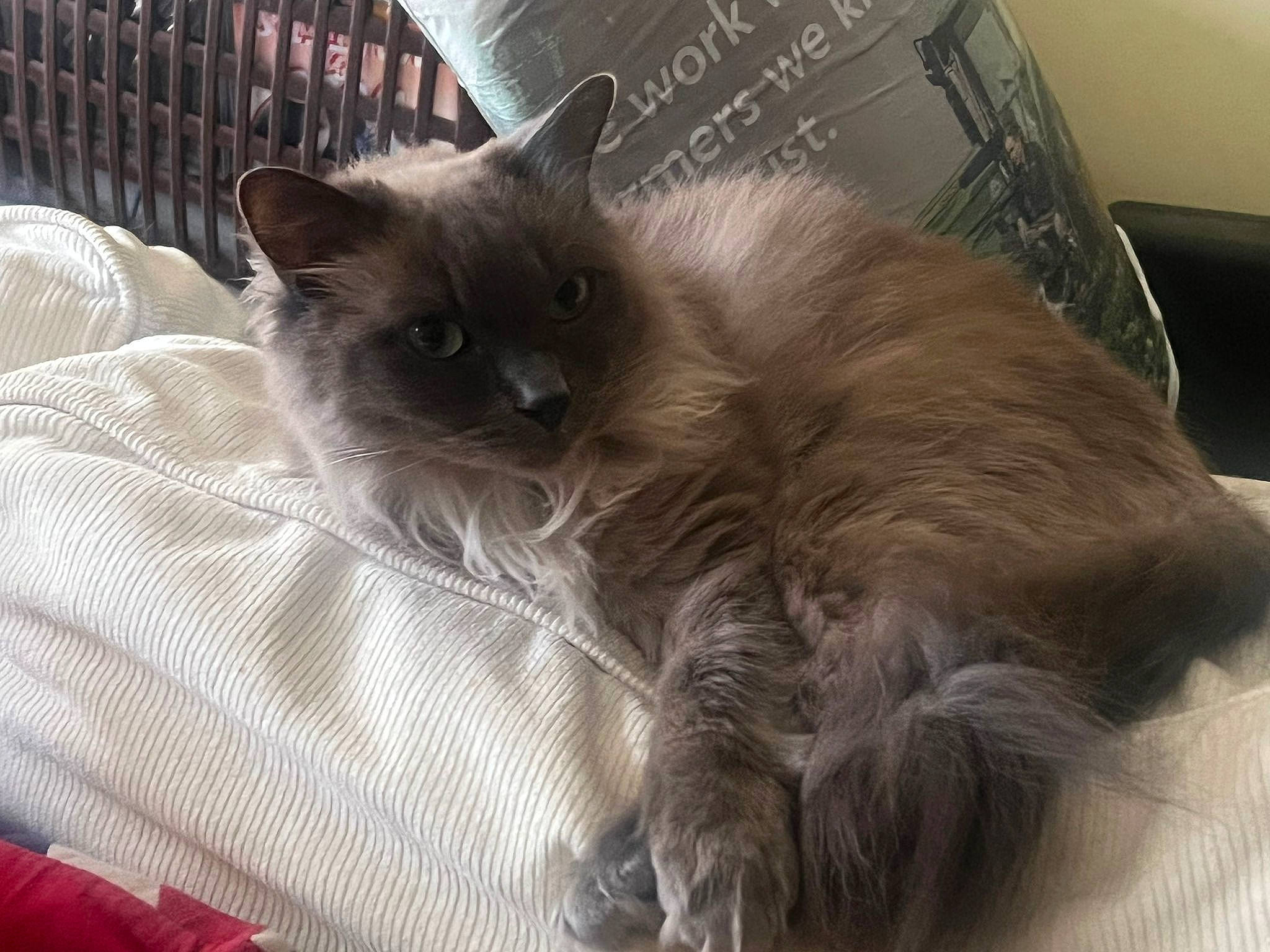 Sirius joined the competition — help win amazing prizes! black_cat, box, carnivore, cat, claw, comfort, felidae, fur, grey, paw, small_to_medium_sized_cats, tail, terrestrial_animal, whiskers