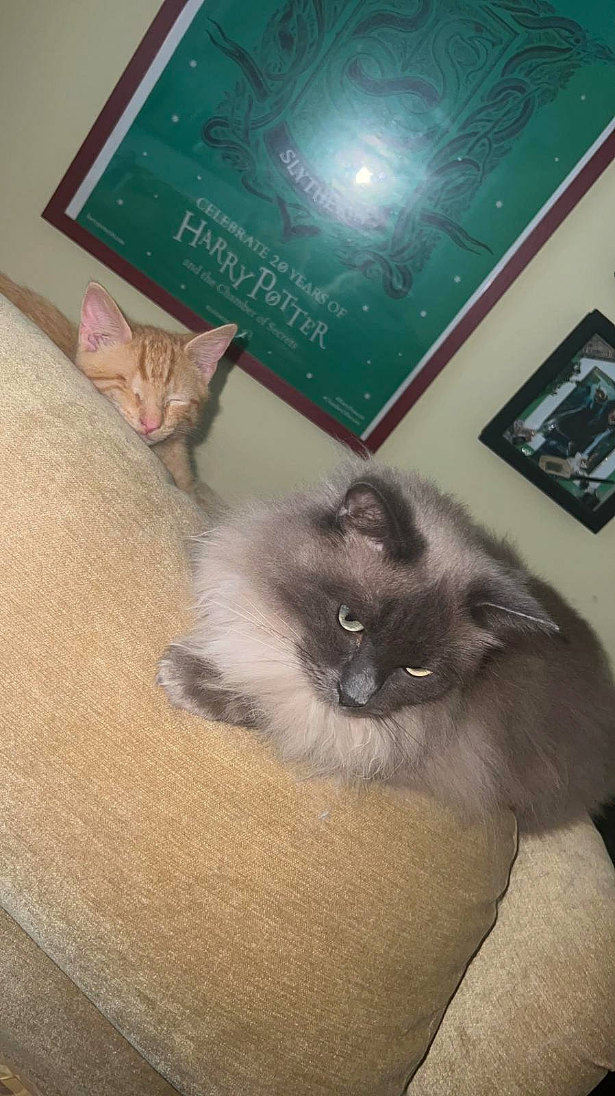 Sirius joined the competition — help win amazing prizes! balinese, book, book_cover, box, carnivore, cat, domestic_short_haired_cat, felidae, fur, grey, hardwood, paw, picture_frame, publication, ragdoll, siamese, small_to_medium_sized_cats, tail, thai, whiskers