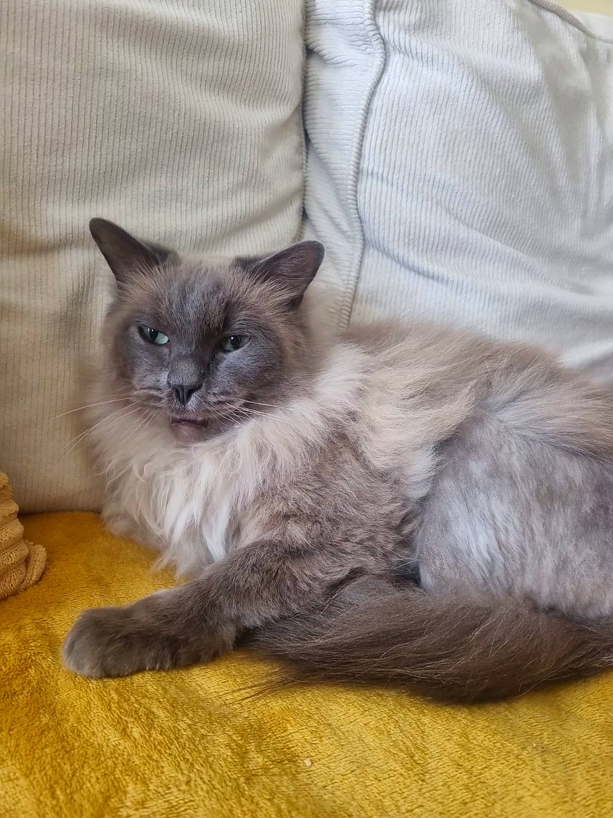 Sirius joined the competition — help win amazing prizes! birman, carnivore, cat, claw, comfort, domestic_short_haired_cat, fawn, felidae, flooring, fur, grey, paw, ragdoll, siamese, small_to_medium_sized_cats, snout, tail, terrestrial_animal, thai, whiskers