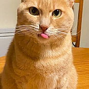 Ninou participe au concours pour gagner de l'argent avec cette photo : animal, cat, chair, closeup, cute, domestic_cat, expression, face, fur, ginger_cat, indoor, mammal, orange_fur, pet, playful, sitting, table, tongue_out, whiskers, wood