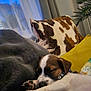 Milo joined the competition — help win amazing prizes! puppy, sleeping, blanket, cushion, dog, indoor, cozy, resting, pet, fur, collar, window, plant, home, relaxation, paw, brown_and_white, soft, comfort, evening