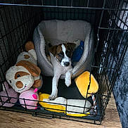 Milo joined the competition — help win amazing prizes! animal, bed, brown_and_white, cozy, crate, cute, dog, floor, indoor, paw, pet, pet_bed, plush_toys, puppy, resting, sleeping_area, stuffed_animals, toy, wooden_floor, young_dog