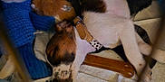 Milo is registered to the contest to win money with this photo: animal, bone, brown_and_white, close_up, collar, comfort, cozy, cute, fur, indoor, paw, pet, puppy, resting, sleep, sleeping, snout, soft_lighting, toy, young_dog