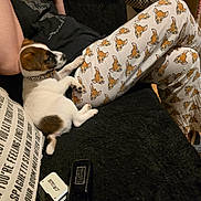 Milo joined the competition — help win amazing prizes! puppy, dog, pet, couch, black_fabric, person, pajama_pants, cartoon_print, deer_faces, relaxed, indoor, home, cozy, animal, small_dog, white_dog, brown_spots, resting, casual, curious