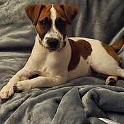 Milo is registered to the contest to win money with this photo: animal, blanket, brown_and_white, canine, companion, cozy, cute, dog, domestic, ears, friendly, fur, indoor, lying_down, mammal, paw, pet, portrait, relaxed, snout