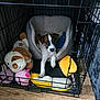 Milo joined the competition — help win amazing prizes! animal, bed, brown_and_white, cozy, crate, cute, dog, floor, indoor, paw, pet, pet_bed, plush_toys, puppy, resting, sleeping_area, stuffed_animals, toy, wooden_floor, young_dog
