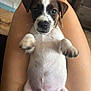 Milo is registered to the contest to win money with this photo: puppy, dog, pet, animal, lap, legs, indoor, cute, white, brown, fur, closeup, young, small, paw, looking, person, skin, relaxing, adorable