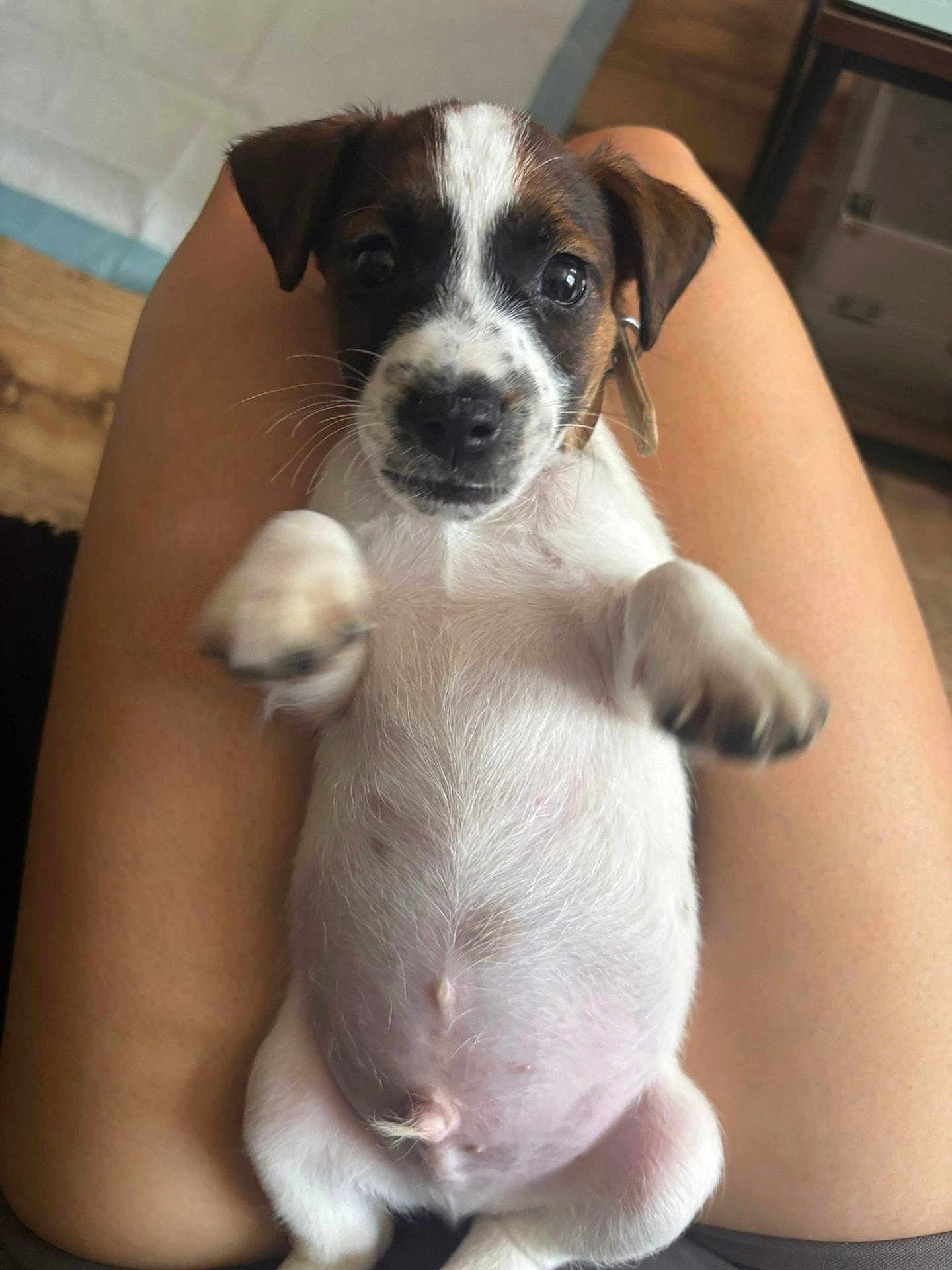 Milo