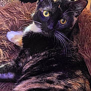 Izzy joined the competition — help win amazing prizes! animal, cat, closeup, cozy, curious, cute, feline, fluffy_blanket, fur, home, indoor, looking, pet, portrait, relaxed, resting, soft_light, tortoiseshell, whiskers, yellow_eyes