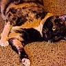 Izzy is registered to the contest to win money with this photo: animal, carpet, cat, close_up, curious, cute, domestic, feline, fur, indoor, lying_down, mammal, paw, pet, relaxed, resting, soft, tortoiseshell, whiskers, yellow_eyes