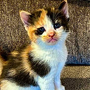 G G is registered to the contest to win money with this photo: kitten, cat, calico, pet, animal, feline, sitting, couch, indoor, portrait, fluffy, fur, whiskers, ears, eyes, cute, adorable, companion, home, photography