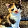 kitten, cat, calico, pet, animal, feline, sitting, couch, indoor, portrait, fluffy, fur, whiskers, ears, eyes, cute, adorable, companion, home, photography