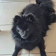 Umbra a rejoint le concours — aidez-le/la à gagner de superbes lots ! dog, black, fluffy, pet, animal, indoor, floor, tile, lying_down, looking_up, ears, tail, fur, cute, companion, domestic, friendly, canine, mammal, portrait