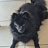 dog, black, fluffy, pet, animal, indoor, floor, tile, lying_down, looking_up, ears, tail, fur, cute, companion, domestic, friendly, canine, mammal, portrait