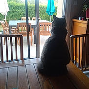Figaro a rejoint le concours — aidez-le/la à gagner de superbes lots ! cat, table, wooden_table, chair, wooden_chair, glass_door, patio, outdoor, umbrella, plant, indoor, furniture, wood, window, daylight, shadow, animal, pet, back_view, relaxing