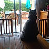 cat, table, wooden_table, chair, wooden_chair, glass_door, patio, outdoor, umbrella, plant, indoor, furniture, wood, window, daylight, shadow, animal, pet, back_view, relaxing
