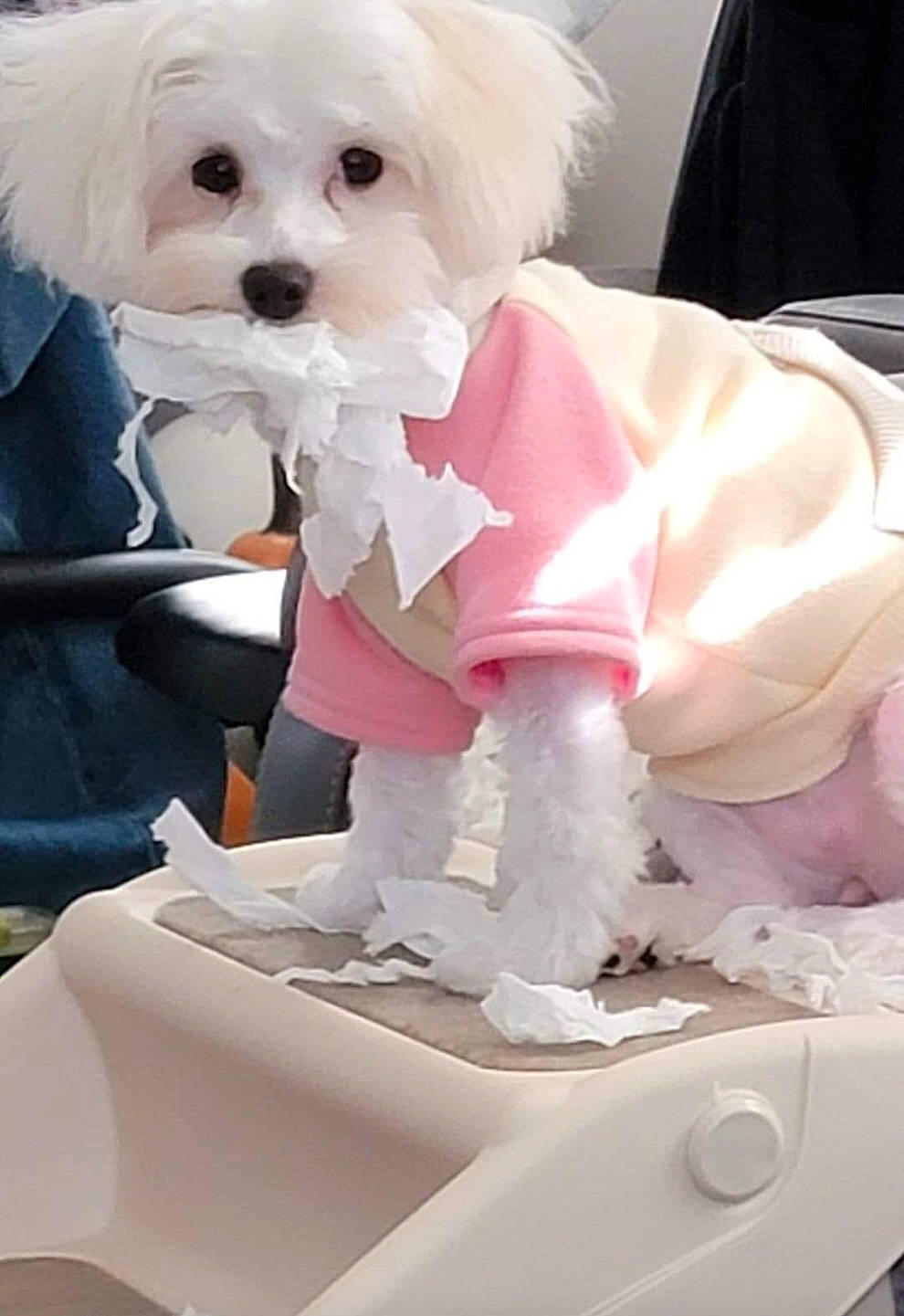Lizzy Lu is registered to the contest to win money with this photo: canidae, carnivore, companion_dog, dog, dog_breed, dog_clothes, dog_supply, event, fur, happy, pink, small_terrier, snout, sporting_group, tie, toy, toy_dog, vertebrate, white, working_animal