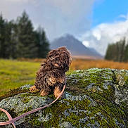 Izzy is registered to the contest to win money with this photo: animal, brown_dog, canine, cloud, curly_fur, dog, forest, grass, landscape, leash, moss, mountain, nature, outdoor, peaceful, pet, rock, scenic, sky, wilderness
