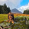 dog, leash, moss, rock, mountain, pine_trees, grass, outdoor, nature, sky, clouds, scenic, happy, pet, canine, landscape, field, fur, tongue_out, sunlight