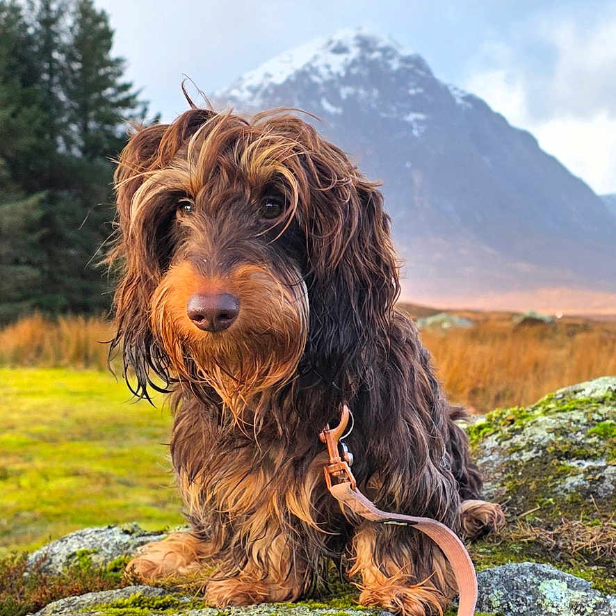 Izzy joined the competition — help win amazing prizes! animal, canine, cloud, dog, field, forest, grass, landscape, leash, long_hair, moss, mountain, nature, outdoor, pet, rock, scenic, sky, snow, tree