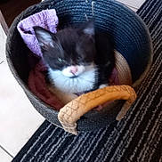 June a rejoint le concours — aidez-le/la à gagner de superbes lots ! animal, basket, black_and_white, blur, cat, cozy, cute, domestic, feline, floor, furniture, indoor, kitten, pet, resting, rug, small, soft, towel, young
