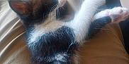 June participe au concours pour gagner de l'argent avec cette photo : animal, beige_pants, black_and_white, cat, close_up, cozy, cute, domestic_cat, fur, indoor, kitten, legs, paws, pet, relaxing, resting, sleeping, soft_light, whiskers, young_cat