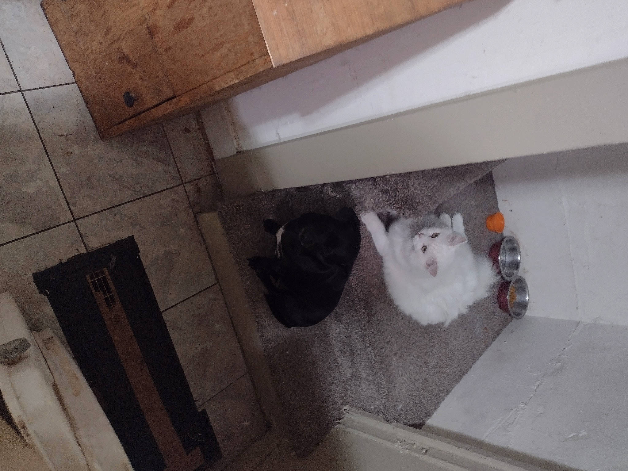 Molly joined the competition — help win amazing prizes! carnivore, cat, ceiling, felidae, floor, flooring, gas, grey, hardwood, house, interior_design, plywood, rectangle, room, small_to_medium_sized_cats, stairs, tail, tile, whiskers, wood