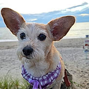 Sunny is registered to the contest to win money with this photo: animal, beach, bench, bow, clouds, collar, cute, dog, ears, fur, hand, ocean, outdoor, pet, portrait, purple, sand, sky, small_dog, sunset