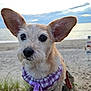 animal, beach, bench, bow, clouds, collar, cute, dog, ears, fur, hand, ocean, outdoor, pet, portrait, purple, sand, sky, small_dog, sunset