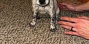 Muffin is registered to the contest to win money with this photo: puppy, dog, carpet, indoor, hands, curious, small, spotted, pet, animal, floor, door, furniture, domestic, cute, young, looking, ears, sitting, brown