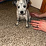 puppy, dog, carpet, indoor, hands, curious, small, spotted, pet, animal, floor, door, furniture, domestic, cute, young, looking, ears, sitting, brown