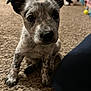 Muffin joined the competition — help win amazing prizes! puppy, dog, indoor, carpet, close_up, pet, young_dog, cute, speckled, fur, ears, whiskers, floor, curious, animal, domestic, young, sitting, portrait, mammal