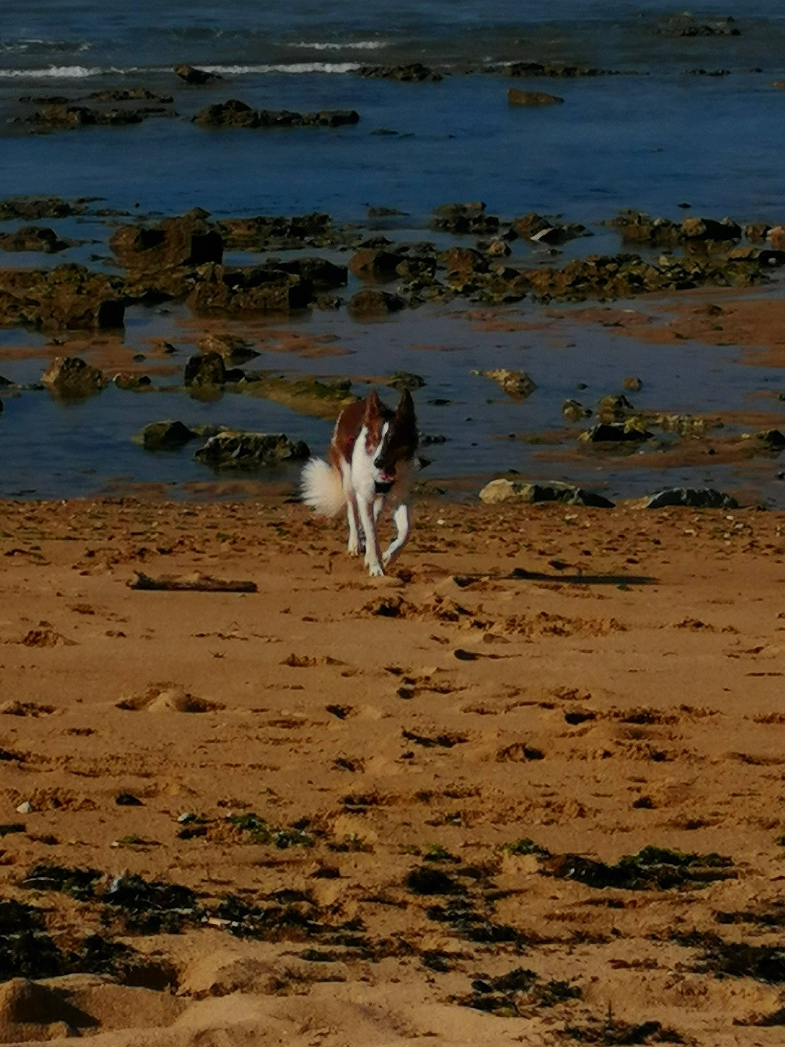 Thélia participe au concours pour gagner de l'argent avec cette photo : beach, canidae, carnivore, coast, coastal_and_oceanic_landforms, companion_dog, dog, dog_breed, fawn, horizon, lake, ocean, seabird, shore, soil, sporting_group, water, wildlife, wind_wave, working_animal