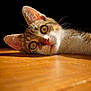 cat, tabby, close_up, lying_down, wooden_floor, sunlight, pet, animal, whiskers, ears, fur, curious, indoor, domestic, cute, face, eye, pink_nose, relaxed, portrait