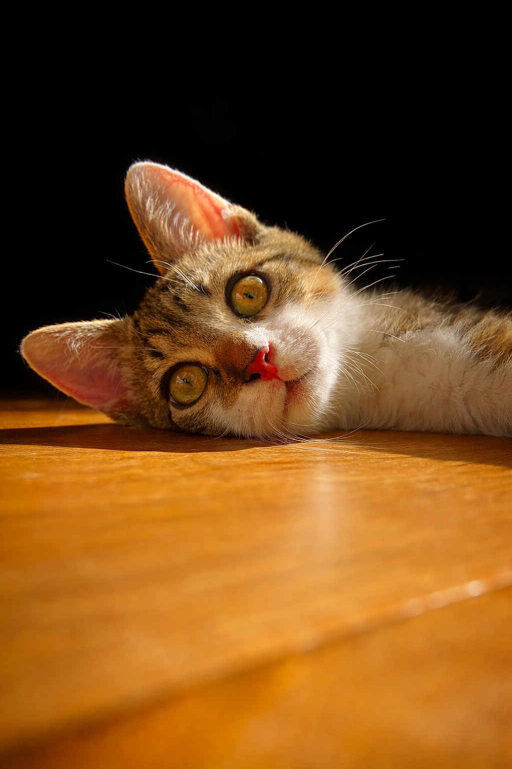 Appy a rejoint le concours — aidez-le/la à gagner de superbes lots ! cat, tabby, close_up, lying_down, wooden_floor, sunlight, pet, animal, whiskers, ears, fur, curious, indoor, domestic, cute, face, eye, pink_nose, relaxed, portrait