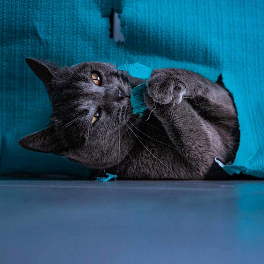 Iris a rejoint le concours — aidez-le/la à gagner de superbes lots ! animal, blackcat, cat, computer, computerhardware, cushion, electronics, hardware, indoors, kitten, laptop, manx, monitor, pc, person, pet, phone, screen, text, tv