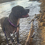 Athena is registered to the contest to win money with this photo: dog, brindle_dog, pet, animal, canine, harness, leash, standing, outdoors, river, stream, water, rocky_shore, fallen_log, nature, sunlight, wet_environment, open_mouth, tongue, adventure