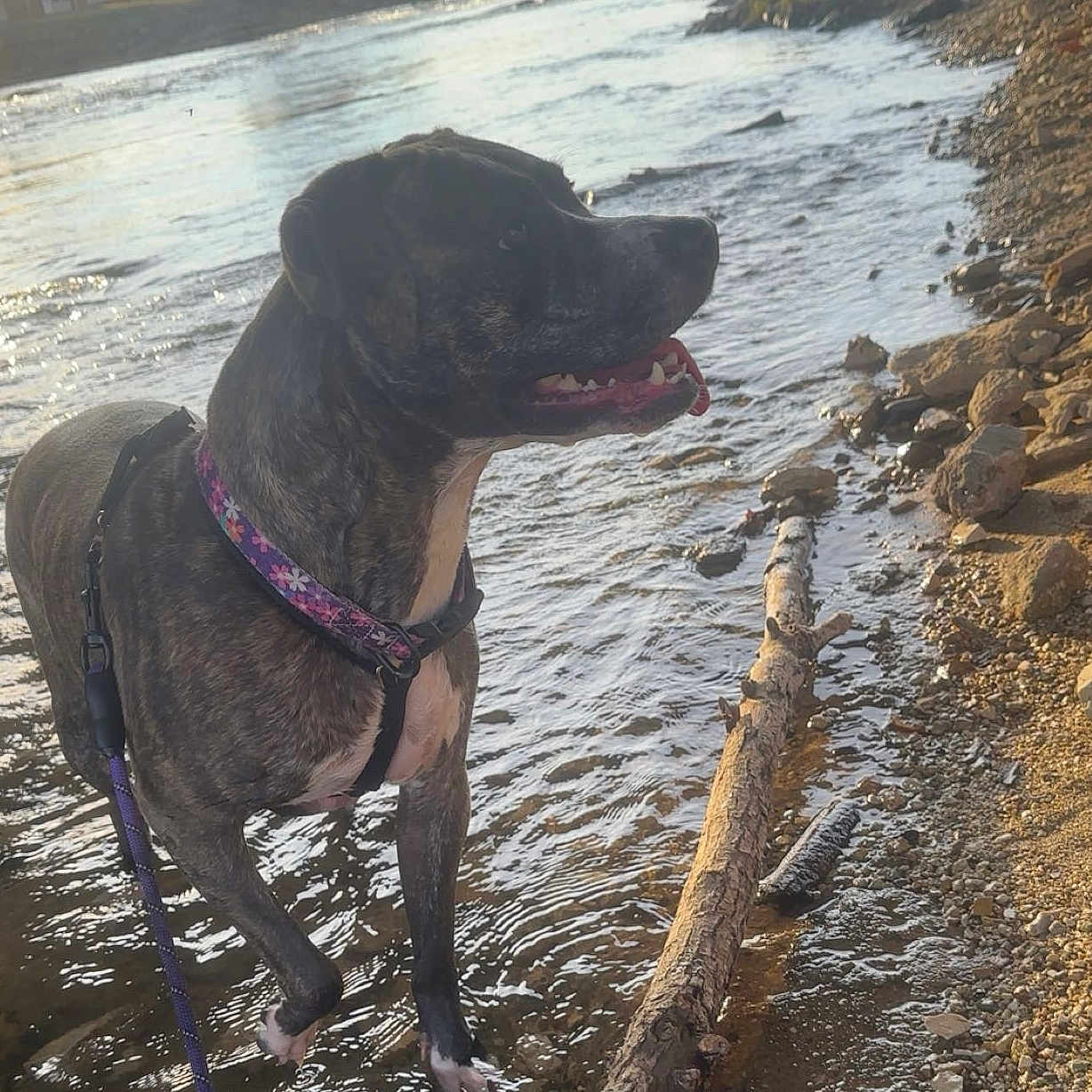 Athena is registered to the contest to win money with this photo: dog, brindle_dog, pet, animal, canine, harness, leash, standing, outdoors, river, stream, water, rocky_shore, fallen_log, nature, sunlight, wet_environment, open_mouth, tongue, adventure