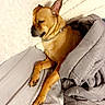 dog, small_dog, tan_dog, sleeping, resting, bed, bedding, blanket, pillow, indoors, bedroom, cozy, relaxed, lying_down, paw, collar, short_hair, pet, animal, portrait