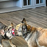 Waffles joined the competition — help win amazing prizes! animal, brown_fur, canine, collar, companion, dog, domestic_animal, ears, fighting, grey_fur, indoor, mouth, pet, playful, playtime, snout, toy, tug_of_war, two_dogs, wooden_floor