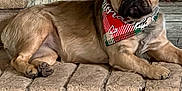 Waffles is registered to the contest to win money with this photo: alert, animal, bandana, brick, canine, companion, cute, dog, ears, french_bulldog, fur, home, indoors, mammal, paw, pet, portrait, relaxed, resting, snout